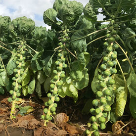 Silvia, (F1) Brussels Sprout Seeds